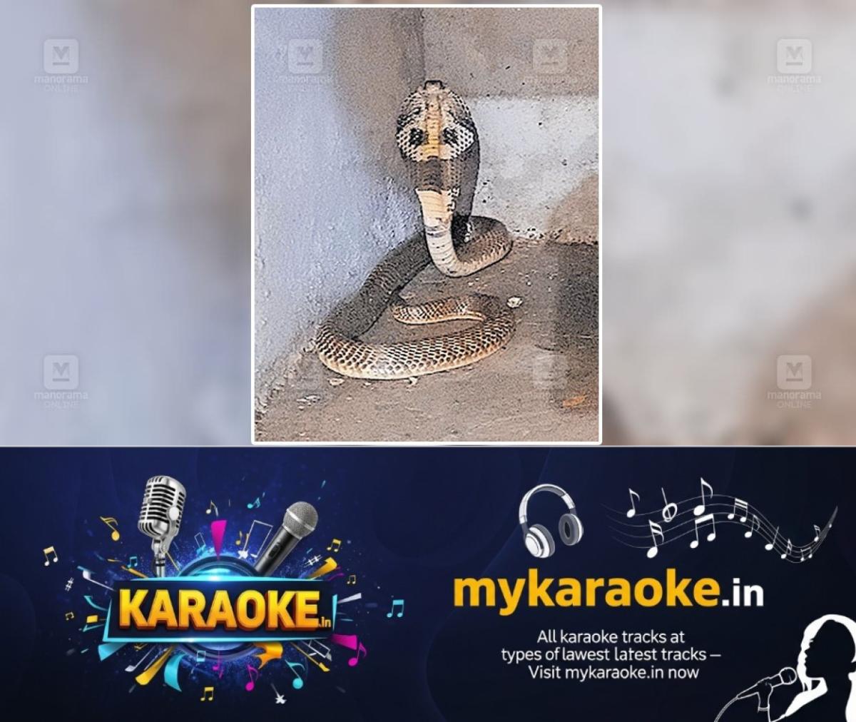 newskerala.net_1753731898_karaduka-cobra
