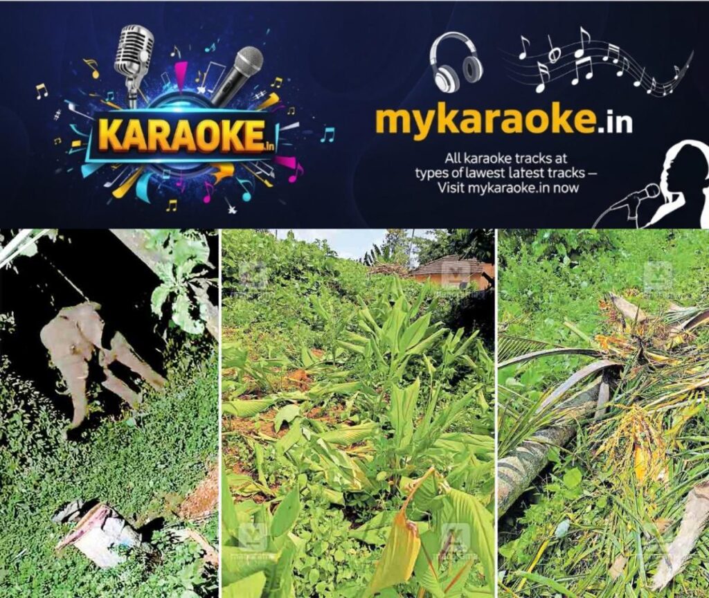 newskerala.net_1753866993_chirakkal-tusker
