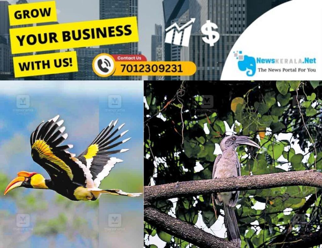 newskerala.net_1753932126_palakkad-great-hornbill-indian-gray-hornbill