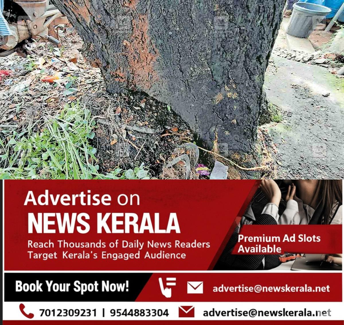 newskerala.net_1753942725_danger-tree-thengana