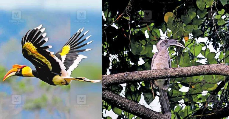 palakkad-great-hornbill-indian-gray-hornbill.jpg