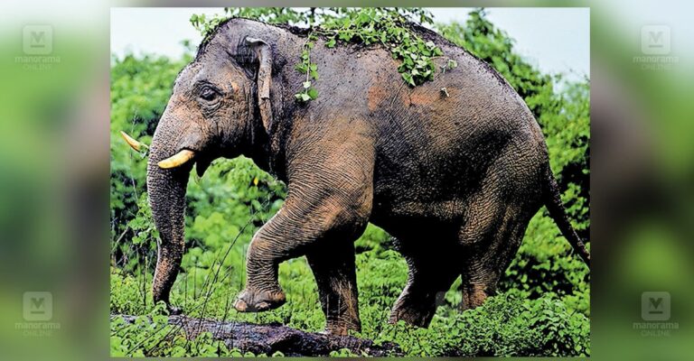 palakkad-tusker-pt7-captured.jpg