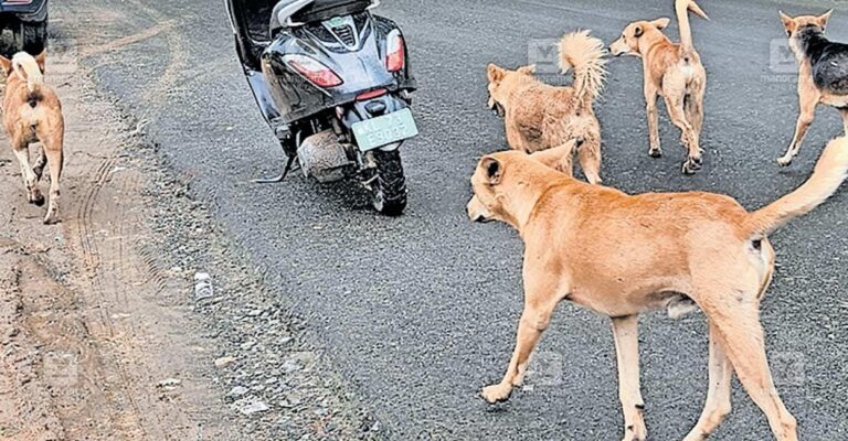 panamaram-town-stray-dogs.jpg