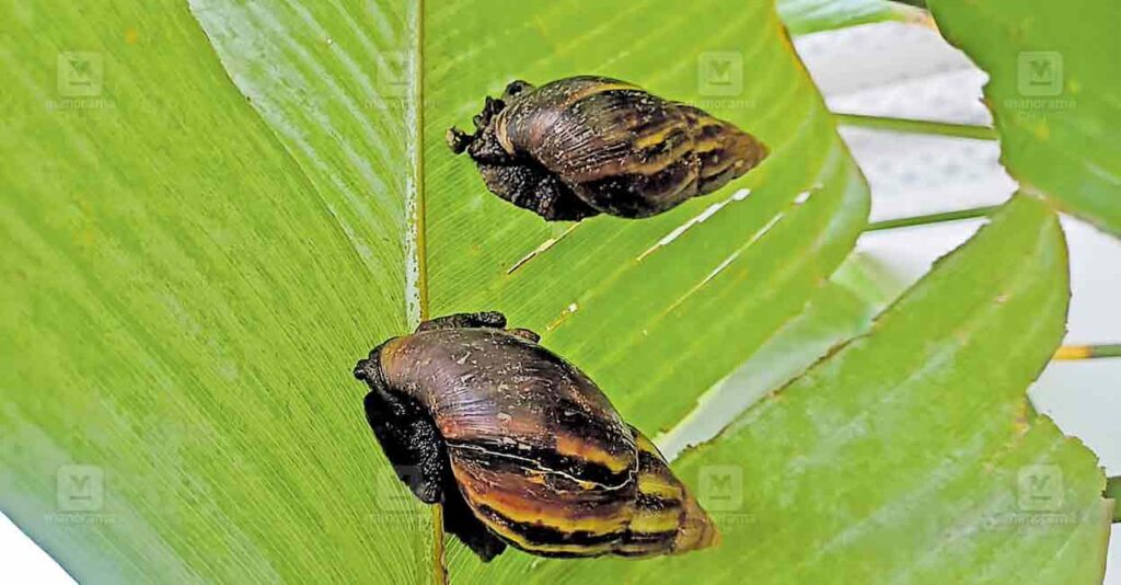 panamgodu-african-snail.jpg