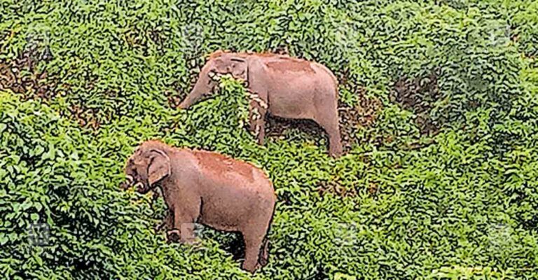 pathanapuram-elephant.jpg