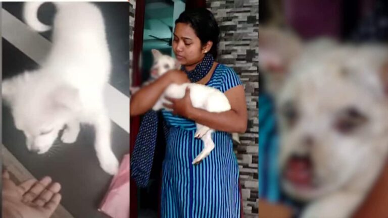 pet-dog-attacked-1752375781881_1280x720xt.jpg
