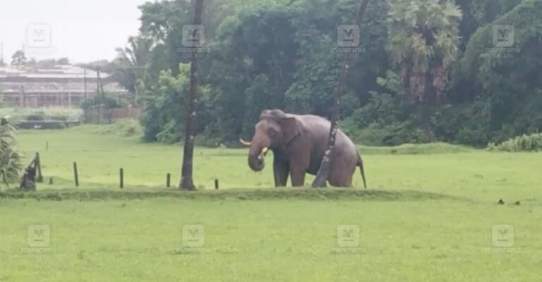 pt-5-elephant-1.jpg