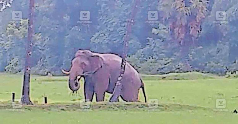 pt5-tusker.jpg