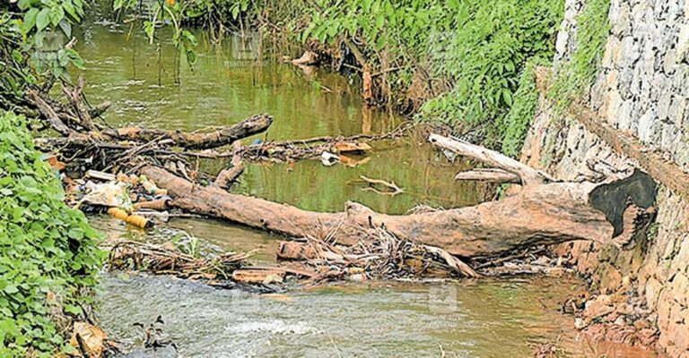 pta-pond-tree-issue.jpg