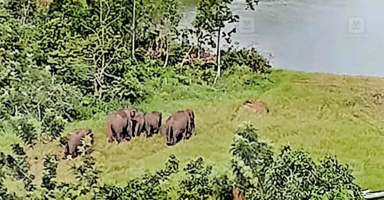 rajakumari-wild-elephnat-1.jpg