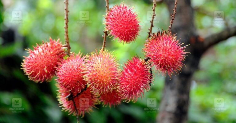 rambutan-fruit-1.jpg