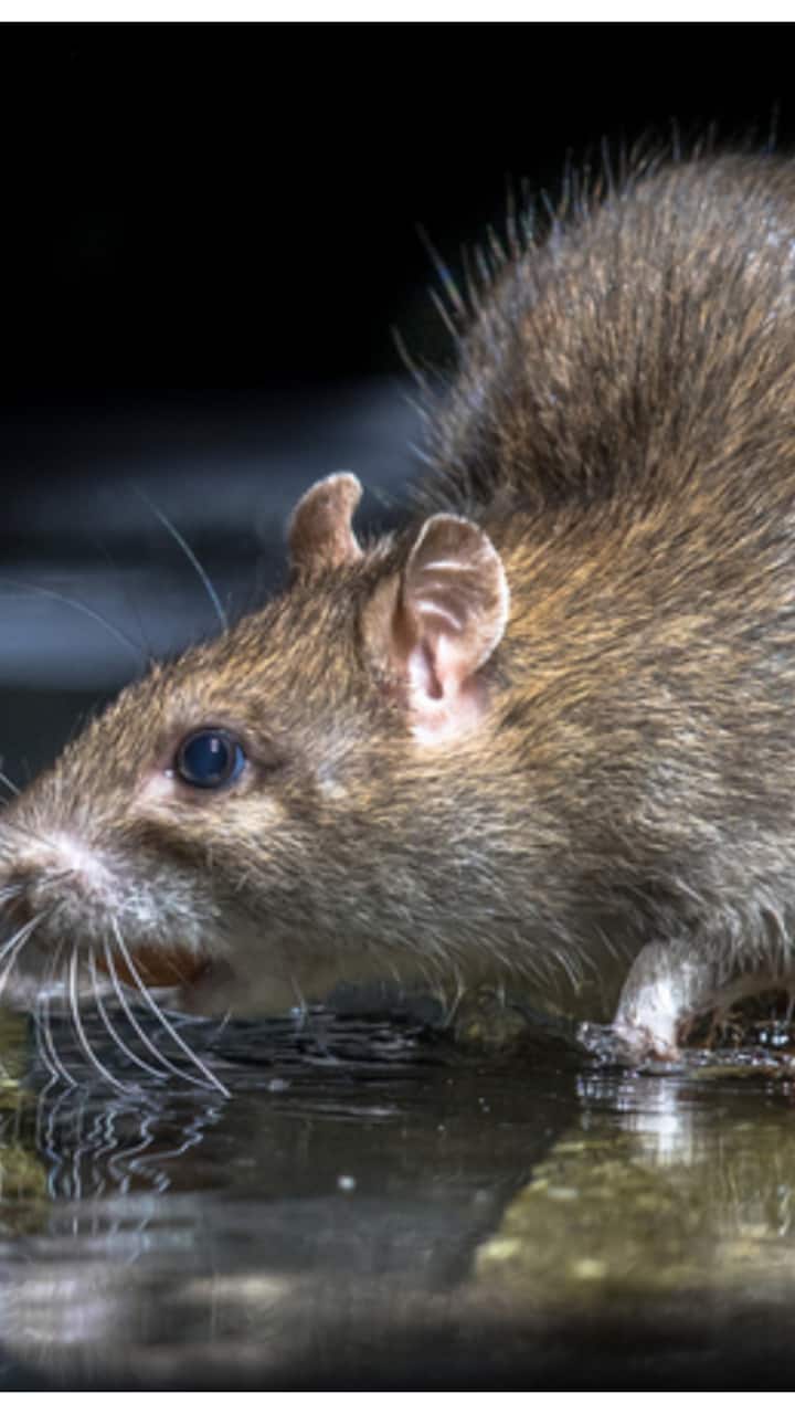rat-10-1752409247612_720x1280xt.jpg