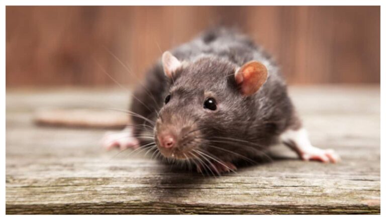rat-1749370738414_1280x720xt.jpg
