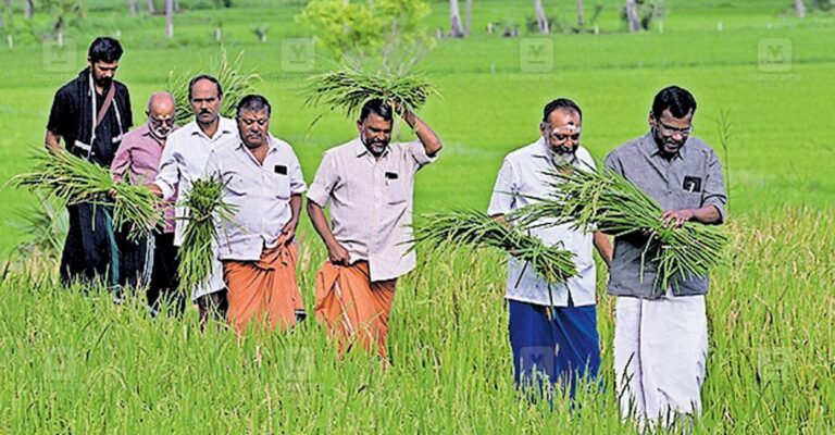 sabarimala-niraputhari-harvest.jpg