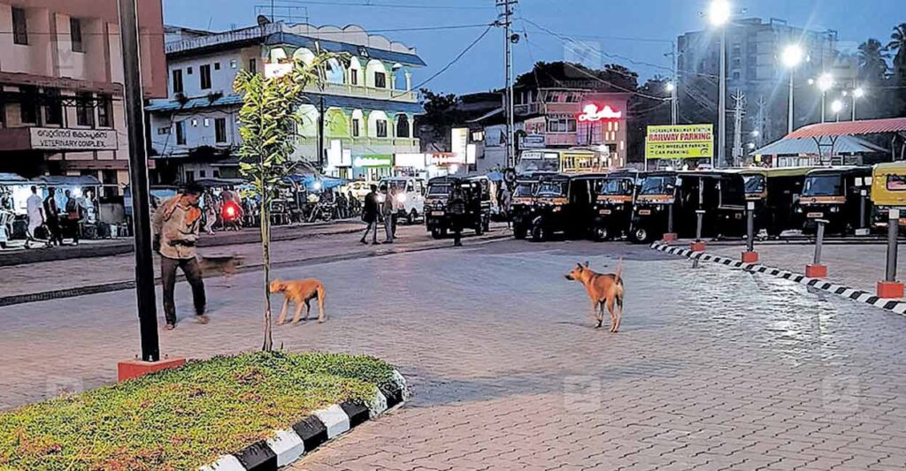 shornur-stray-dog.jpg