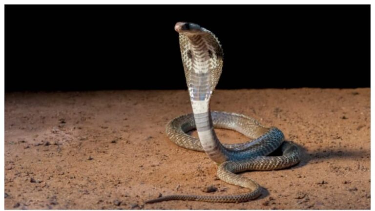 snake-1750174289834_1280x720xt.jpg