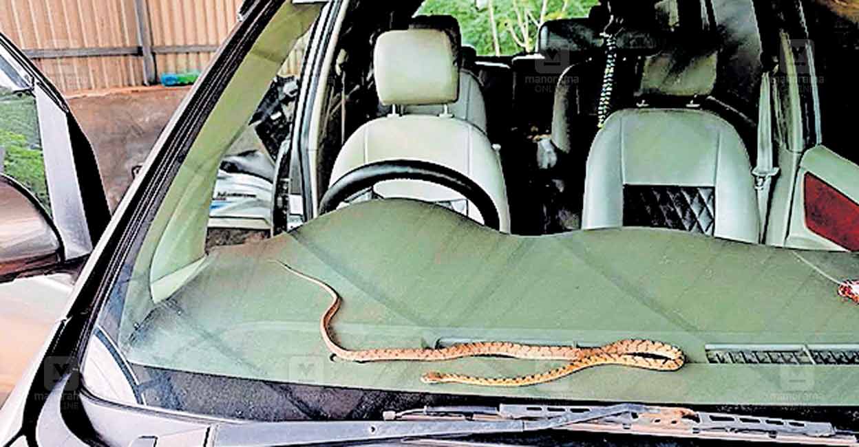 snake-in-car-.jpg
