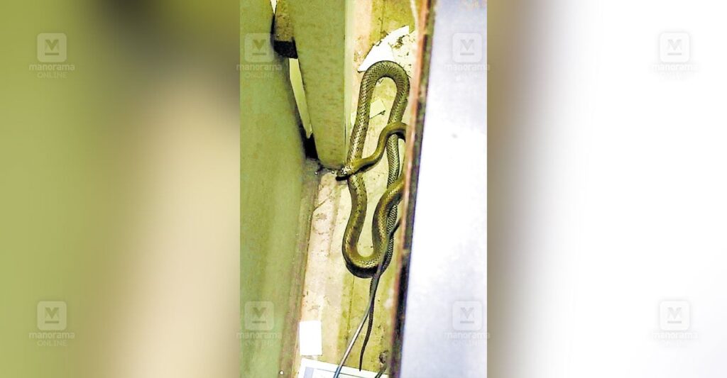 snek-in-secratiate.jpg