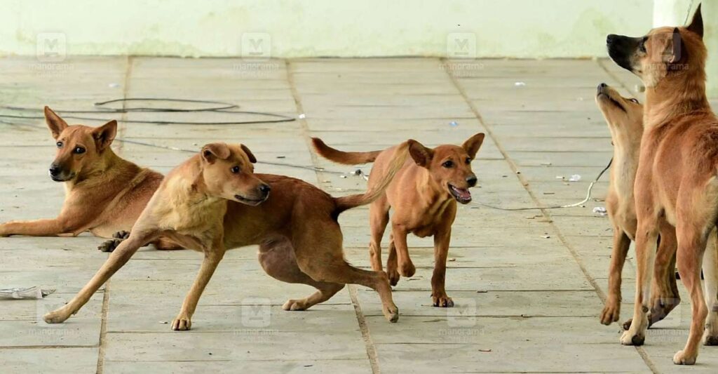 stray-dog.jpg