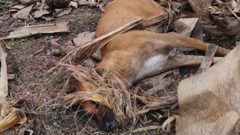 stray-dog-1750161381871_1280x720xt.jpg