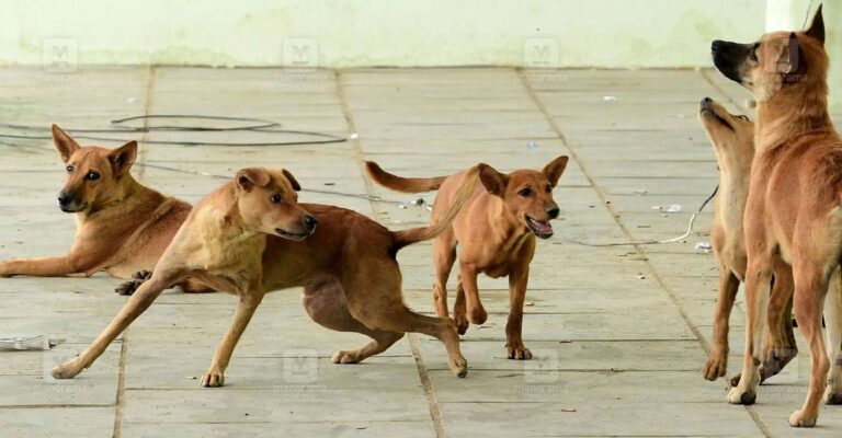 stray-dog.jpg