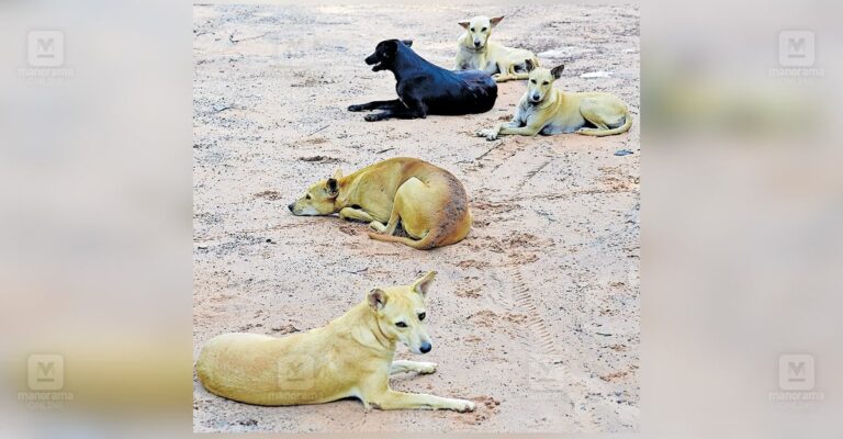 stray-dog-attacks-kollam.jpg