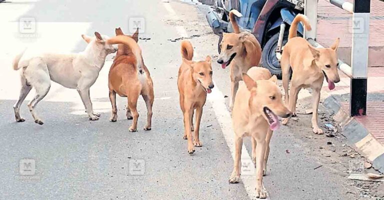 stray-dog-kasargod.jpg