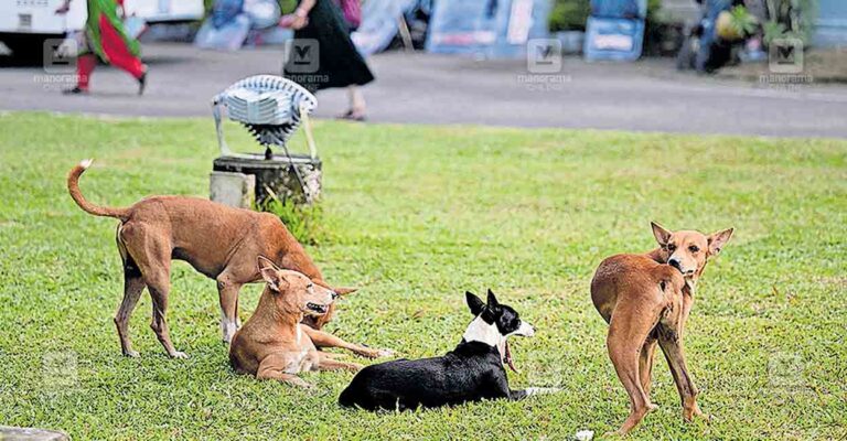 stray-dog-tvm1.jpg