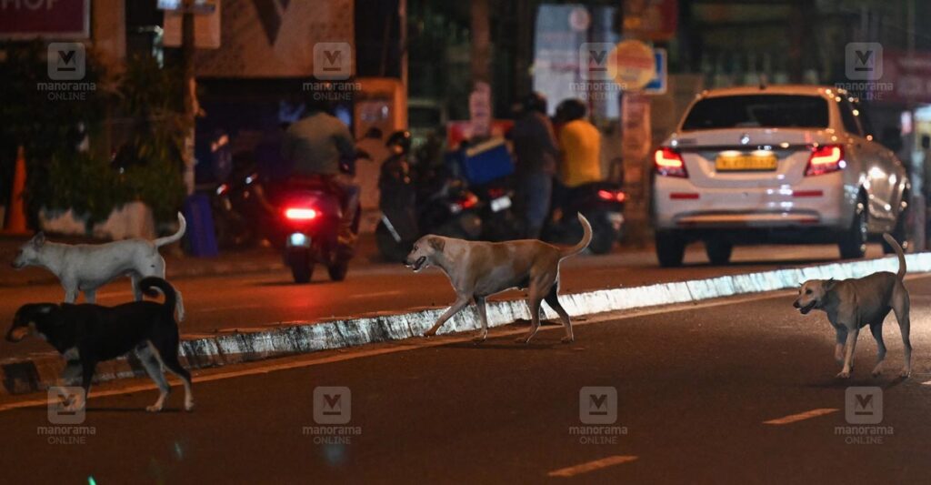 stray-dogs.jpg
