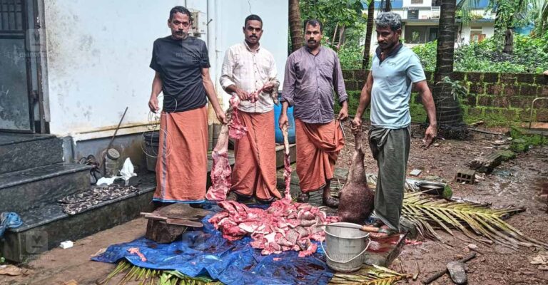 taliparamba-wild-boar-meat-arrest.jpg