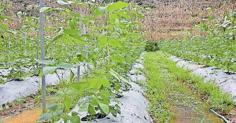 thrissur-farming-plot.jpg