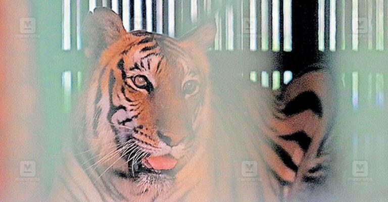 tiger.jpg