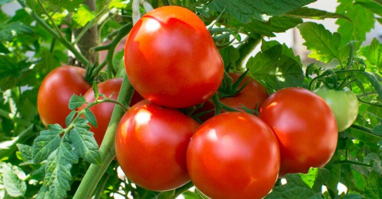 tomato.jpg