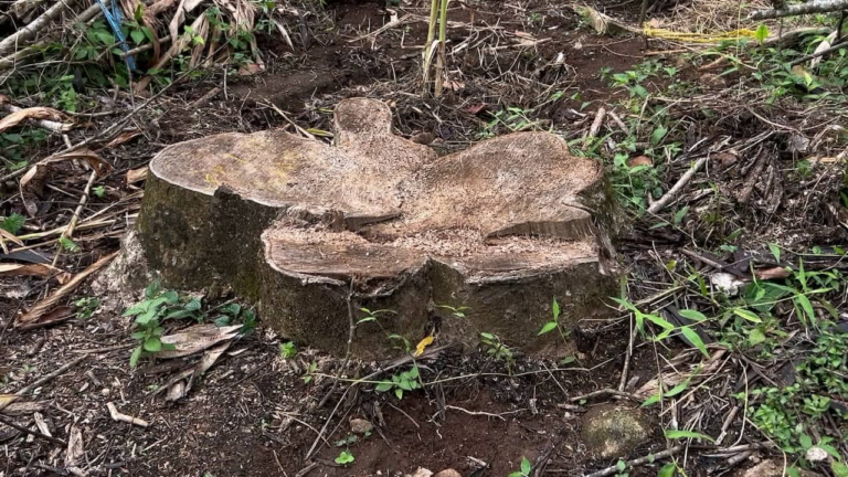 tree-felling-1752888327492_1280x720xt.png