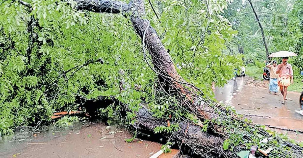 trikadamb-rain-damage.jpg