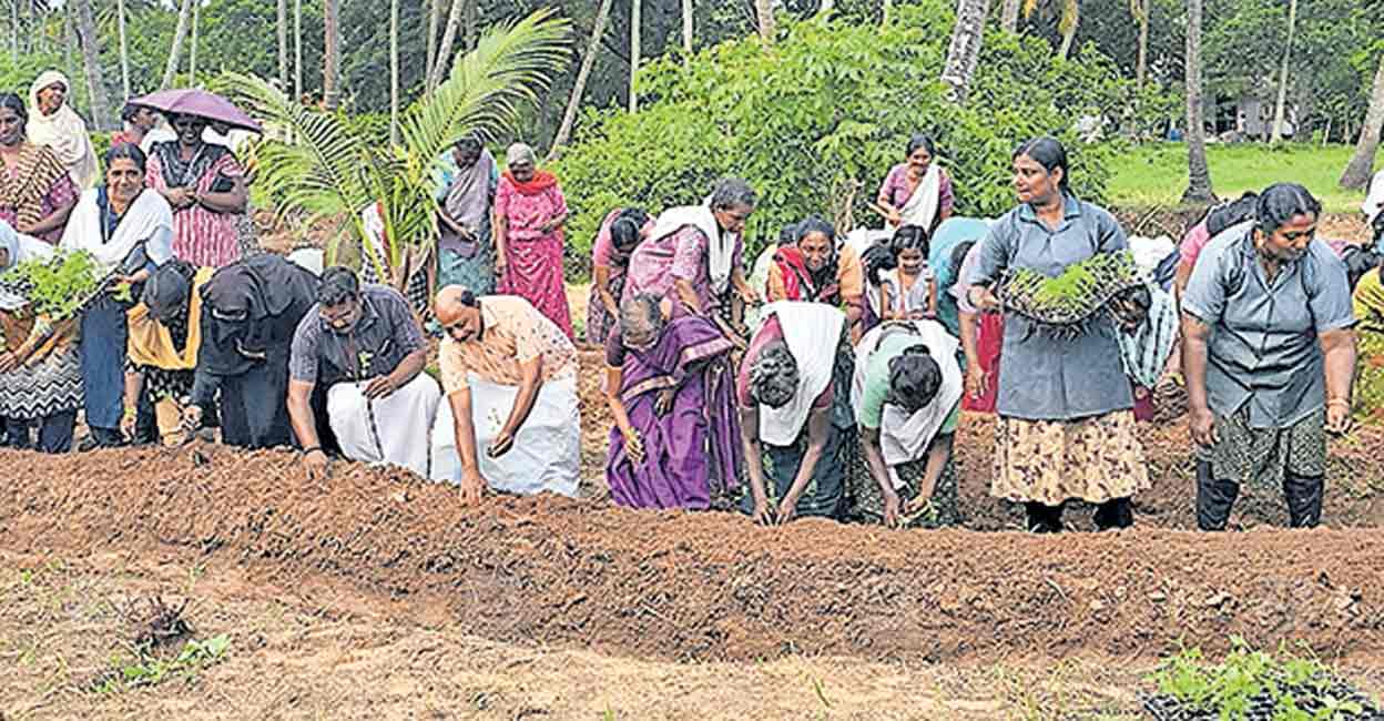 tvm-chirayinkizha-krishi.jpg