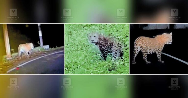 valapara-leopard.jpg