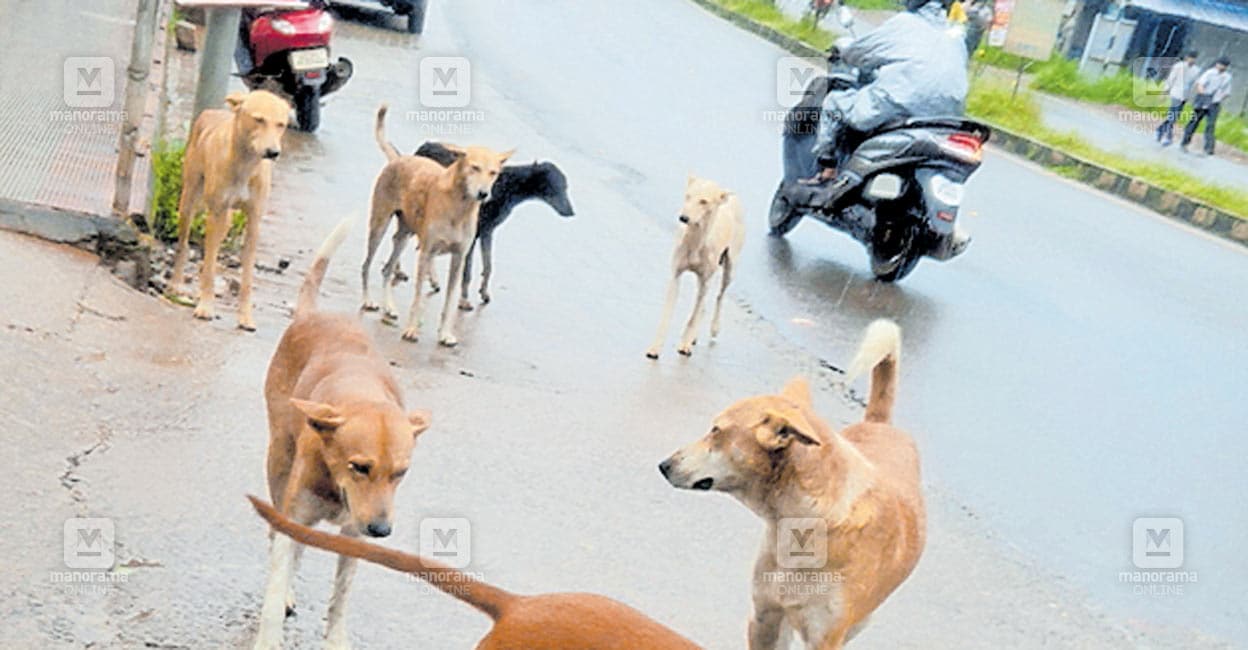 vandur-stray-dog.jpg
