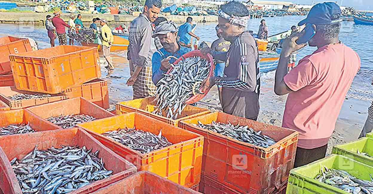 vizhinjam-harbour-fish.jpg