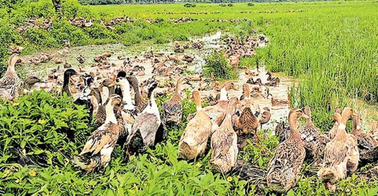 wayanad-duks.jpg