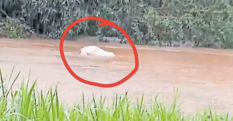 wayanad-elephant-deadbody.jpg