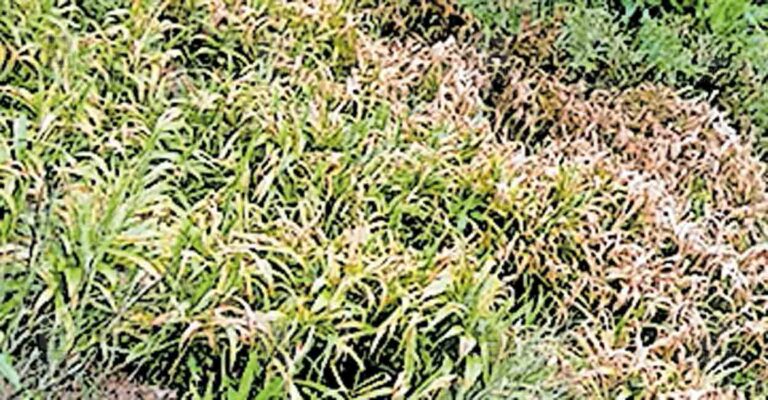 wayanad-ginger-cultivation.jpg