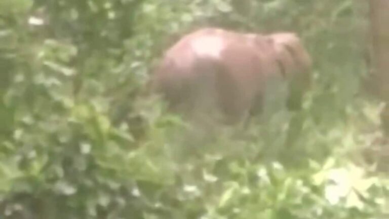 wayanad-kullan-elephant-1752774463806_1280x720xt.jpg