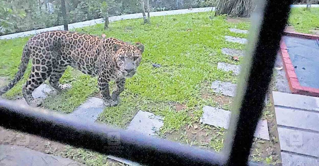wayanad-leopard.jpg