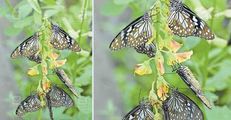 wayanad-mananthavady-butterfly.jpg