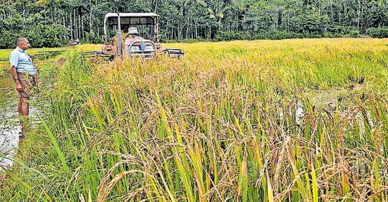 wayanad-paddy-field.jpg
