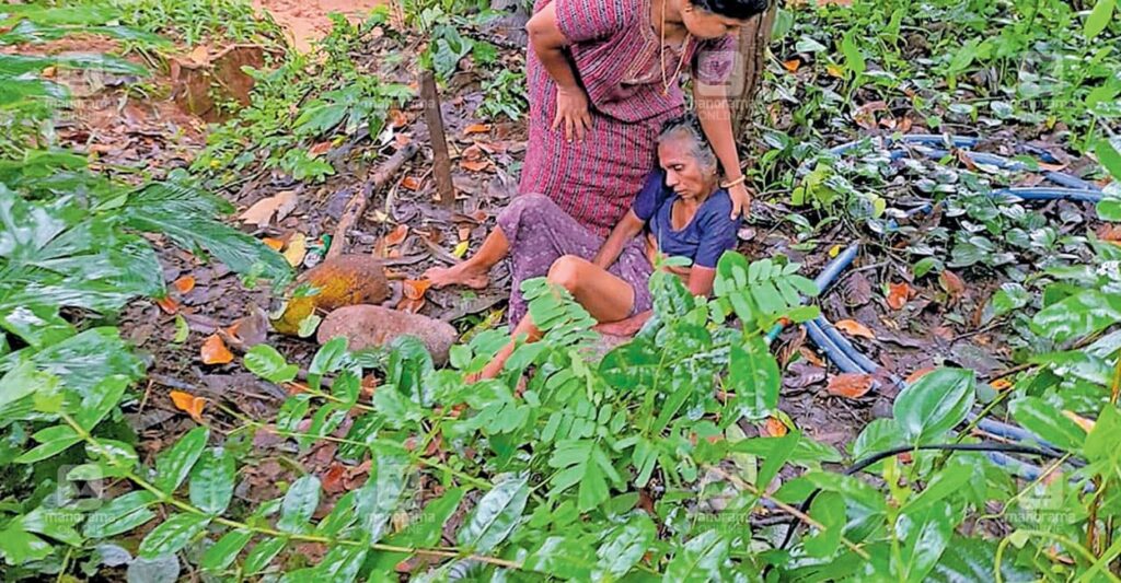 wild-boar-trap1.jpg