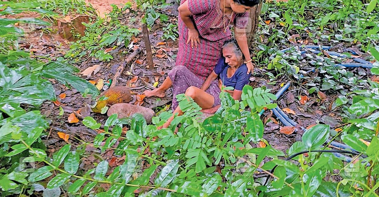 wild-boar-trap1.jpg