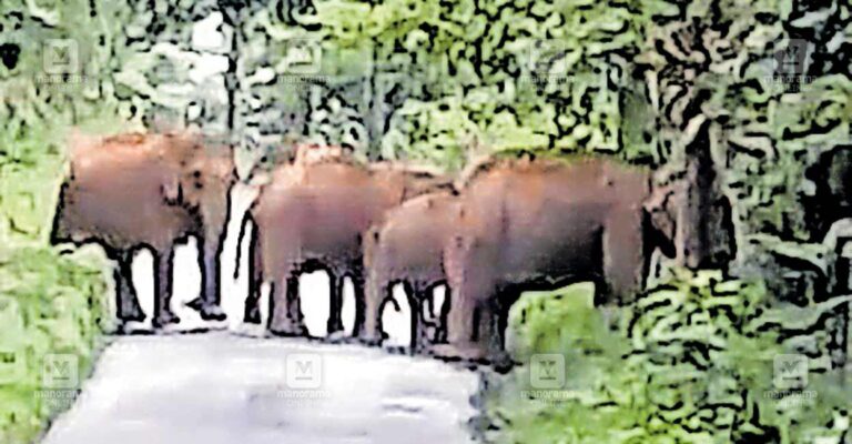 wild-elephant.jpg