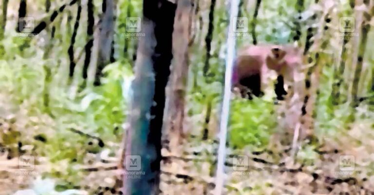 wild-elephant-issue.jpg